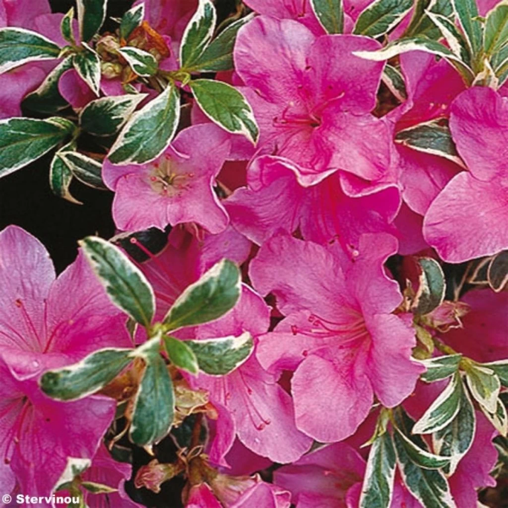 Azalée Du Japon Silver Queen - Rhododendron Hybride 3 Azalée Du Japon Silver Queen - Rhododendron Hybride