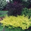 Berberis Thunbergii Golden Carpet - Epine-vinette -Plantes de jardin berberis thunbergii golden carpet 83960 2