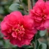 Camelia D'automne - Camellia X Hiemalis Bonanza -Plantes de jardin camellia x hiemalis bonanza 81383 2