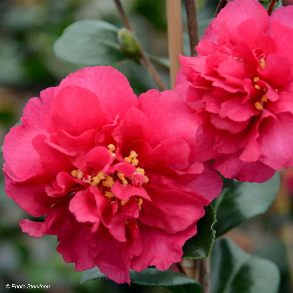 Camelia D'automne - Camellia X Hiemalis Bonanza 3 Camelia D'automne - Camellia X Hiemalis Bonanza