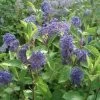 Céanothe Henri Desfossé - Lilas De Californie -Plantes de jardin ceanothus henri defosse 80017 1