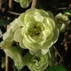 Cognassier Du Japon Kinshiden - Chaenomeles Speciosa -Plantes de jardin chaenomeles speciosa kinshiden 7580 1