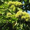 Châtaignier Marron De Lyon - Castanea Sativa -Plantes de jardin chataignier ld 42813 1