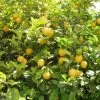 Citronnier Des 4 Saisons - Citrus Limon -Plantes de jardin citronnier 4 saisons1