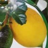 Citronnier - Citrus Limon Femminello Carrubaro -Plantes de jardin citrus limon femminello carrubaro 87030 1