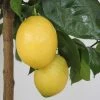 Citronnier - Citrus Limon Lemox -Plantes de jardin citrus limon lemox 87039 1