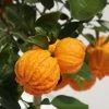 Oranger Corrugata - Citrus Sinensis X Aurantium 2 Oranger Corrugata - Citrus Sinensis X Aurantium -Plantes de jardin citrus sinensis x aurantium 87044 4