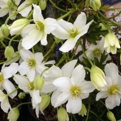 Clématite - Clematis Avalanche®