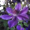 Clématite - Clematis Mon Amour -Plantes de jardin clematis mon amour 85760 1