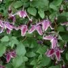 Clématite - Clematis Jan Fopman -Plantes de jardin clematite Jan Fopma 681434 1