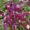 Clématite - Clematis Flammula Sweet Summer Love 2 Clématite - Clematis Flammula Sweet Summer Love -Plantes de jardin clematite Sweet Summer Love 681521 1