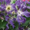 Clématite - Clematis Blue Pirouette -Plantes de jardin clematite blue pirouette 67807 1