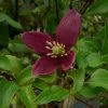 Clématite - Clematis Cirrhosa Lansdowne Gem -Plantes de jardin clematite cirrhosa lansdown gem 681367 1