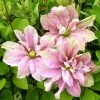 Clématite - Clematis Princesse Alexandra -Plantes de jardin clematite princess alexandra 681392 1