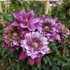 Clématite - Clematis Temptation -Plantes de jardin clematite temptation 681383 1