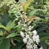 Clethra Barbinervis Great Star -Plantes de jardin clethra barbinervis great star 15384 1