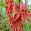 Clianthus Puniceus Kaka King - Pince De Homard -Plantes de jardin clianthus puniceus kaka king 85290 1