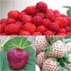Collection De 3 Fraisiers Framberry, Cherry Berry, Pineberry -Plantes de jardin collection de 3 fraisiers framberry cherryberry pineberry 86128 1