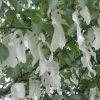 Arbre Aux Mouchoirs - Davidia Involucrata Sonoma 1 Arbre Aux Mouchoirs - Davidia Involucrata Sonoma -Plantes de jardin davidia involucrata sonoma 84230 2