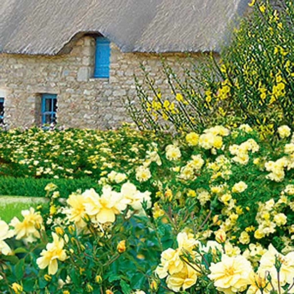 Rosier Décorosiers Celina 3 Rosier Décorosiers Celina