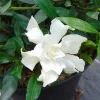 Gardenia Jasminoides Perfumed Petticoats -Plantes de jardin gardenia jasminoides perfumed petticoats 83325 1