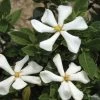 Gardénia Rustique Pinwheel -Plantes de jardin gardenia pinwheel copyright plantipp 1