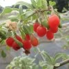 Goji Gojidelys - Lycium Barbarum