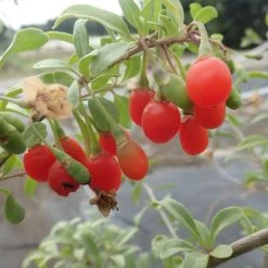 Goji Gojidelys - Lycium Barbarum