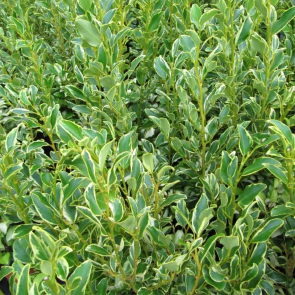 Griselinia Littoralis Green Jewel - Griseline Du Littoral 3 Griselinia Littoralis Green Jewel - Griseline Du Littoral