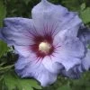Hibiscus Syriacus Oiseau Bleu (Marina) - Althéa Bleu -Plantes de jardin hibiscus oiseau bleu 7849 1