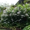 Hortensia - Hydrangea Aspera Macrophylla -Plantes de jardin hydrangea aspera macrophylla 678772 1