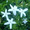 Jasmin Des Açores - Jasminum Azoricum -Plantes de jardin jasminum azoricum 83639 5