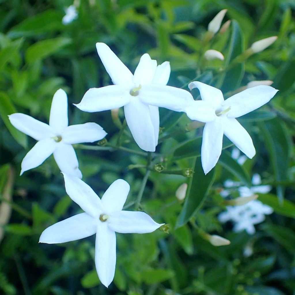 Jasmin Des Açores - Jasminum Azoricum 3 Jasmin Des Açores - Jasminum Azoricum