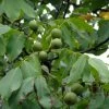 Noyer Commun - Juglans Regia Fernor 2 Noyer Commun - Juglans Regia Fernor -Plantes de jardin juglans regia fernor 100368 1