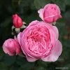 Rosier Grimpant Parfuma Kiss Me Kate 1 Rosier Grimpant Parfuma Kiss Me Kate -Plantes de jardin kiss me kate 1diwrcua6gahbj