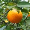 Oranger - Citrus Sinensis - Agrumes -Plantes de jardin oranger