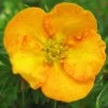 Potentilla Fruticosa Tangerine - Potentille Arbustive -Plantes de jardin potentilla fruticosa tangerine potentille arbustive v fl
