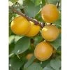 Abricotier - Prunus Armeniaca Bulida -Plantes de jardin prunus armeniaca bulida 100995 1