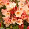 Rhododendron Jingle Bells - Rhododendron Nain -Plantes de jardin rhodo jingle bells 80479 1