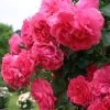 Rosier Grimpant Rosarium Uetersen -Plantes de jardin rosarium uetersen 712842 3