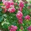 Rosier Grimpant American Pillar -Plantes de jardin rosier american pillar 66513 1