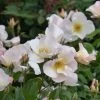 Rosier Ancien Sally Holmes -Plantes de jardin rosier ancien sally holmes 771544 1