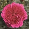 Rosier Arbustif Soul 1 Rosier Arbustif Soul -Plantes de jardin rosier arbustif soul 855122 1