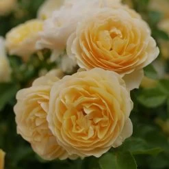 Rosier David Austin Graham Thomas