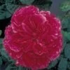 Rosier Anglais David Austin Fragrant Old Purple -Plantes de jardin rosier fragant old purple 71403 1