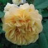 Rosier Ancien Fragrant Old Yellow -Plantes de jardin rosier fragant old yellow 771501 1
