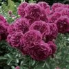 Rosier Grimpant Crimson Shower -Plantes de jardin rosier grimpant crimson shower 659822 1