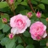 Rosier Grimpant Mini Eden Rose -Plantes de jardin rosier grimpant mini eden rose 657872 1
