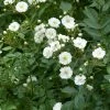 Rosier Tige Guirlande D'Amour -Plantes de jardin rosier guirlande d amour 81395 3