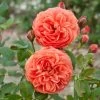 Rosier David Austin Summer Song -Plantes de jardin rosier summer song 66517 1